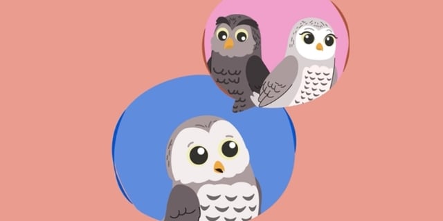 animated owl images kaleidoscope