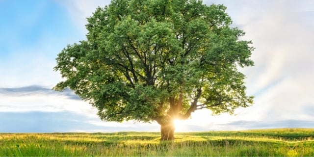 green tree in field with sunny background