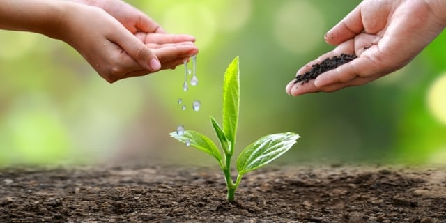 hand Watering plants green background