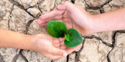hands protecting seedling plant in barren land